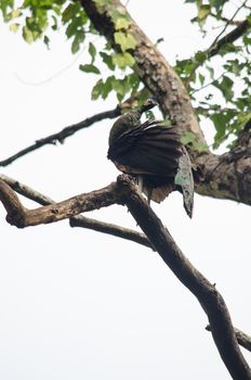 Green peafowl are large birds, amongst the largest living galliforms in terms of overall size