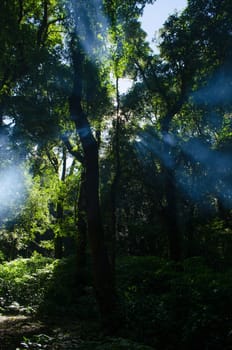 In the day have light is bright in to the forest . it pass gaps on the tree. so it is beautiful and i can see fresh green leaf.