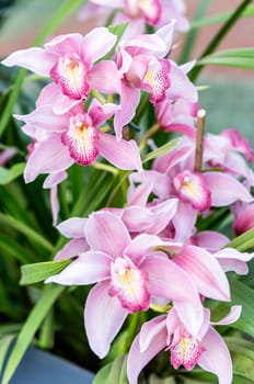 Beautiful pink phalaenopsis orchids cultivated in greenhouse