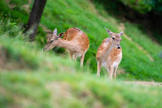 Fallow deer, Dama dama, grasing on meadow, closeup on deer farm in Olimje, Slovenia