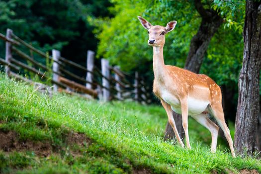 Fallow deer, Dama dama, grasing on meadow, closeup on deer farm in Olimje, Slovenia