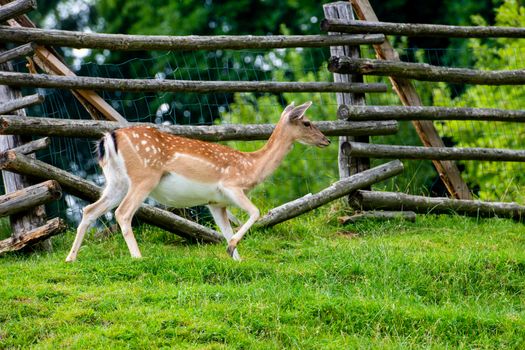 Fallow deer, Dama dama, grasing on meadow, closeup on deer farm in Olimje, Slovenia