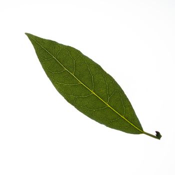 a bay leaf in backlight on a white background