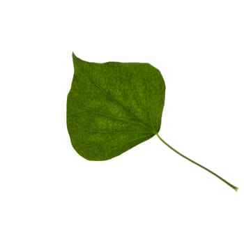 a backlit ivy leaf on a white background