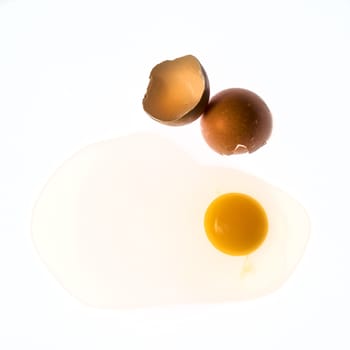 an egg in backlight with a white background