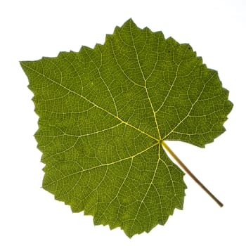 a vine leaf against a white background