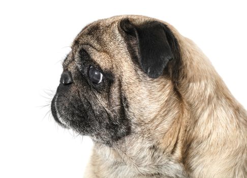 dog breed pug on white isolated background