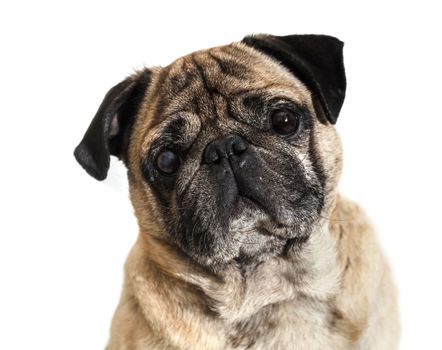 dog breed pug on white isolated background