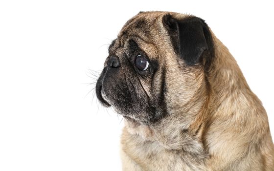 dog breed pug on white isolated background