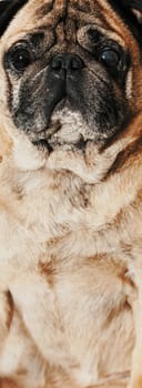 animal dog pug breed sitting closeup