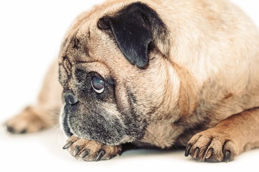 Pug dog lying close-up on a white background