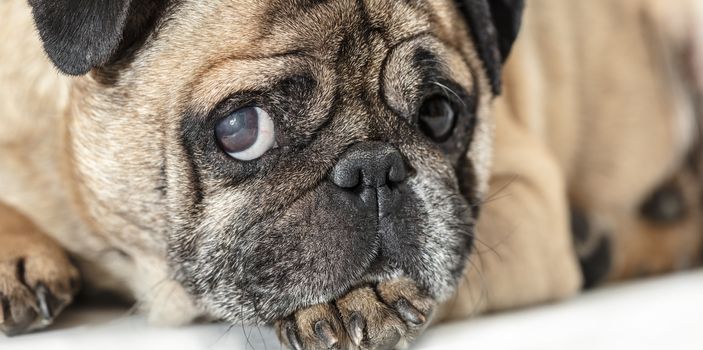 Pug dog lying close-up on a white background