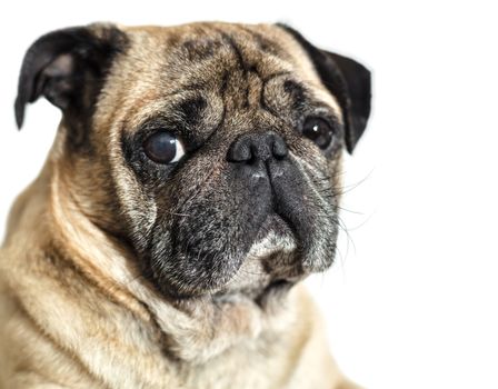 dog breed pug on white isolated background