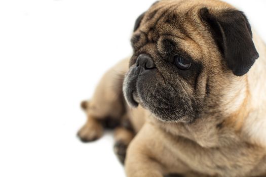 Pug dog lying close-up on a white background