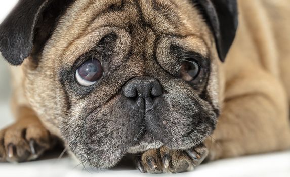 Pug dog lying close-up on a white background