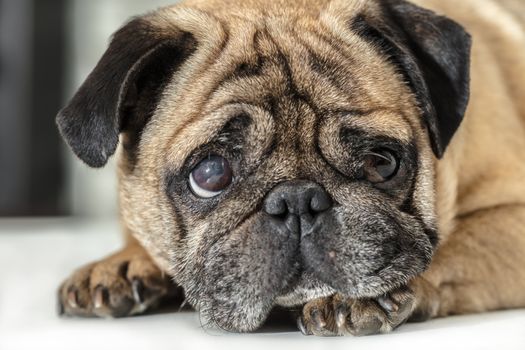 Pug dog lying close-up on a white background