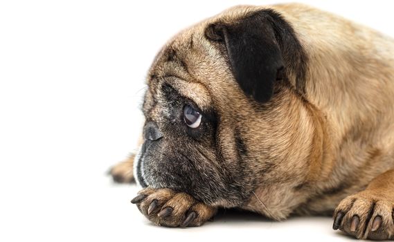 Pug dog lying close-up on a white background