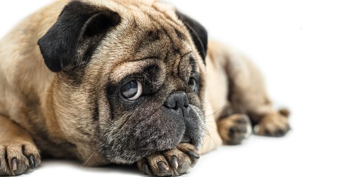 Pug dog lying close-up on a white background