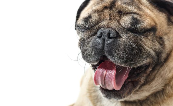portrait of a yawning pug close-up on a white background