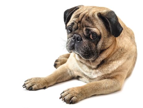 dog breed pug on white isolated background