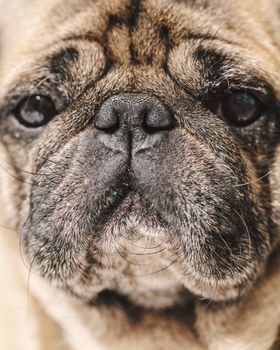 portrait of dog pug breed, muzzle closeup