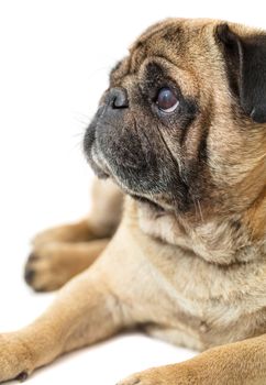 Pug dog lying close-up on a white background