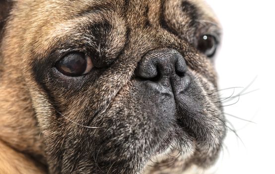 portrait of a pug close-up on white background