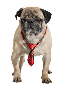 dog pug in tie on white isolated background