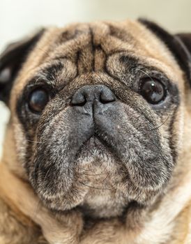 portrait of dog pug breed, muzzle closeup