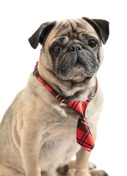 dog pug in tie on white isolated background