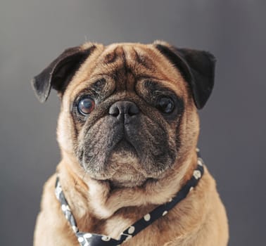 portrait of pug in a tie on black background