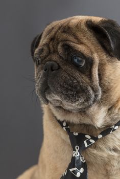 dog pug in a tie on black background