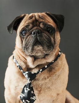 portrait of pug in a tie on black background