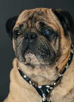 portrait of a pug dog on black background