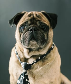 portrait of pug in a tie on black background