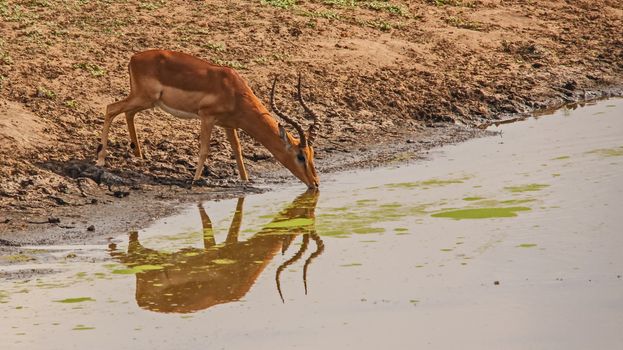 An Impala ram (Aepyceros melampus) drinking water in Kruger National Park, South Africa.