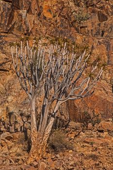 The endangered Giant Quiver tree Aloidendron pillansii photographed in the Richtersveld National Park South Africa.