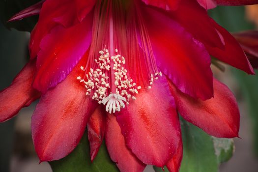 The red flower of the Schlumbergera epiphyllum cactus, Also known as the Christmas or Thanksgiving flower.