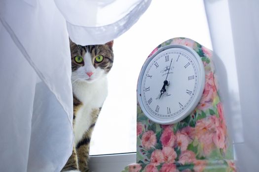 Domestic pet cat sits on windowsill covered with white curtain near colorful floral clock