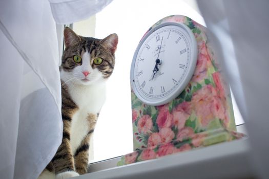 Domestic pet cat sits on windowsill covered with white curtain near colorful floral clock