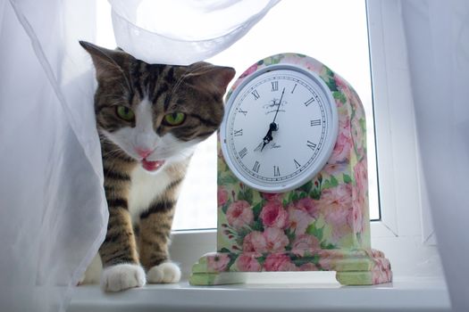 Domestic pet cat sits on windowsill covered with white curtain near colorful floral clock