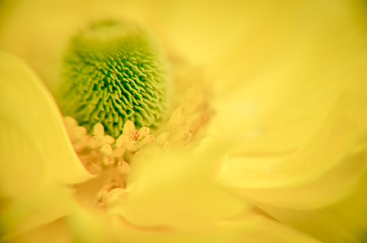 Beautiful Yellow Ranunculus asiaticus Flower in Spring with soft bokeh in the flowerbed extreme closeup