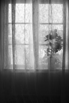 Plant in pot behind linen curtain in window, black and white.