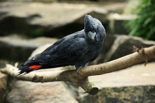 Close up of a black and red cockatoo.