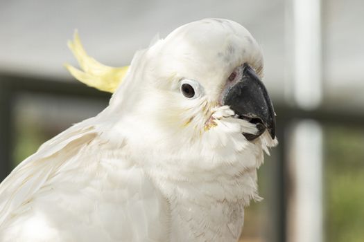 Close up of a white cockatoo.