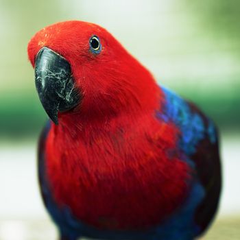 Crimson rosella during the day