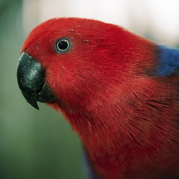 Crimson rosella during the day