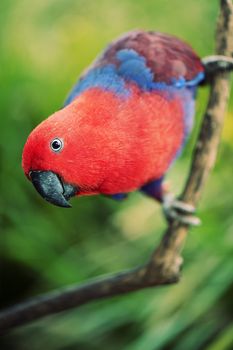 Crimson rosella during the day 