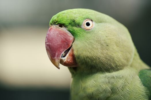 Close up of a large green King Parrot