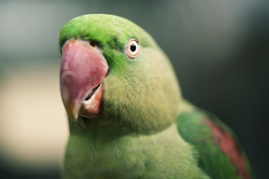 Close up of a large green King Parrot